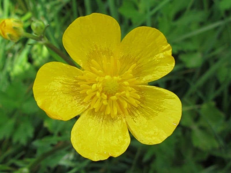 fleur de bouton d'or
