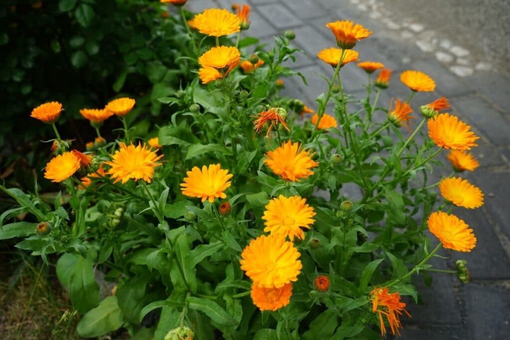 fleur de calendula