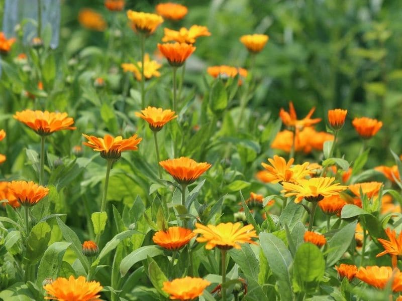 fleurs de calendula