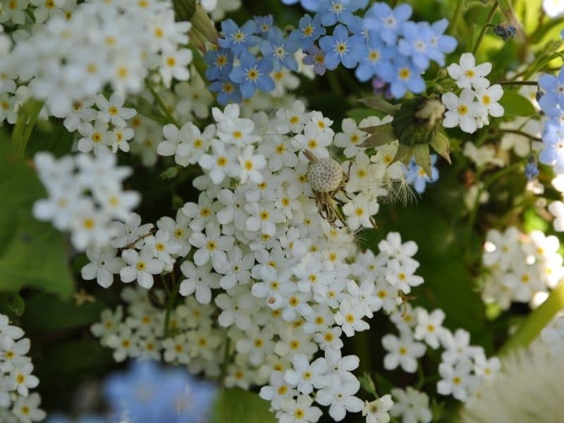 fleurs de myosotis blanches et bleues