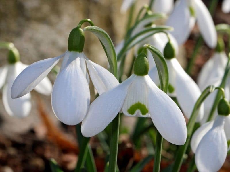 Cultiver des perce-neige