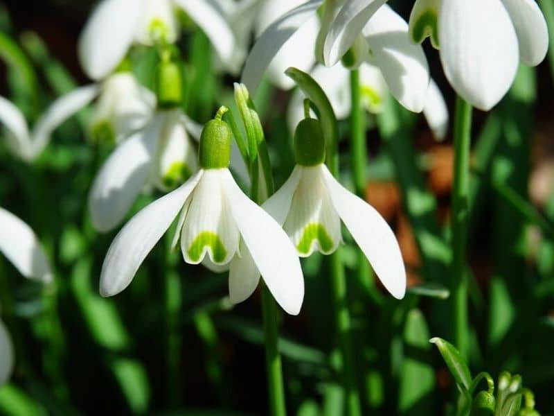Le perce-neige est une fleur de janvier
