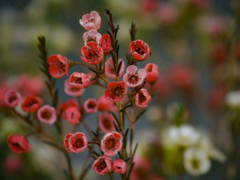fleur de cire rouge
