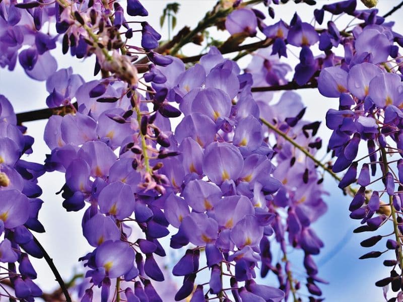 glycine pourpre