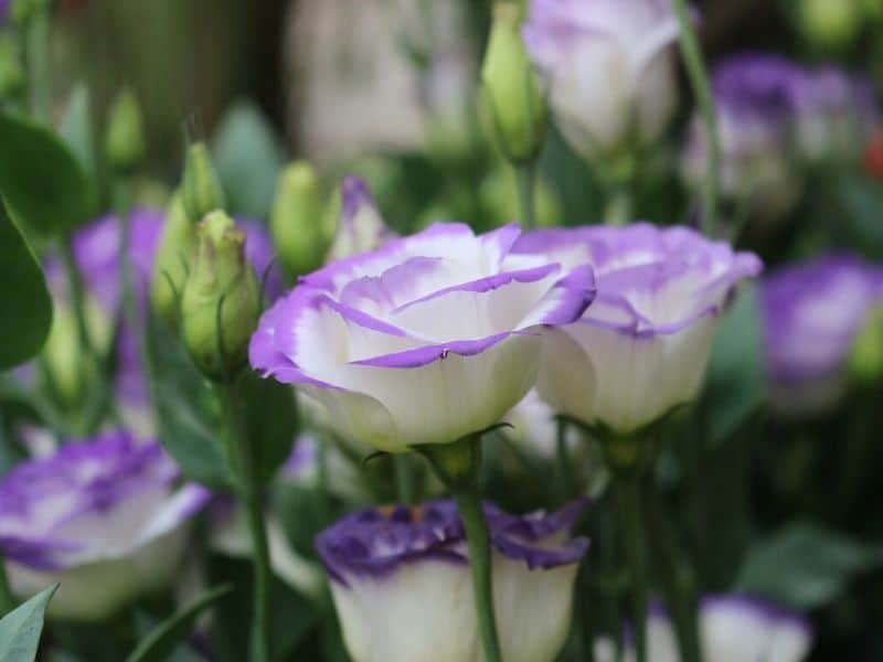 lisianthus pourpre