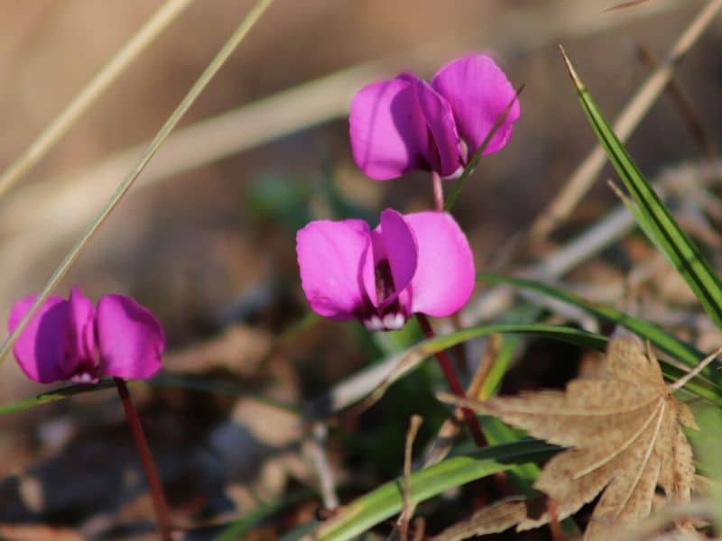 cyclamen pourpre