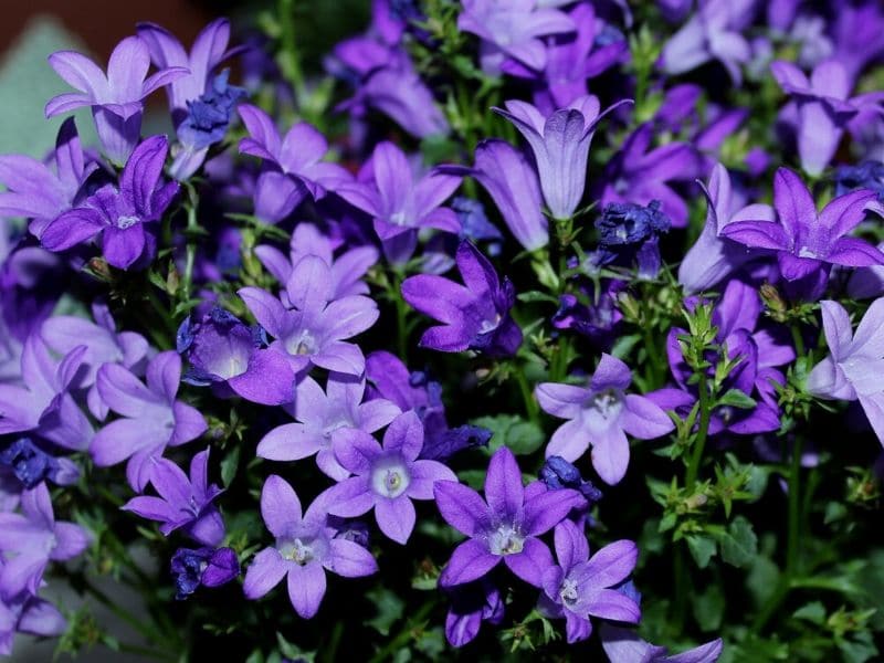 campanule pourpre