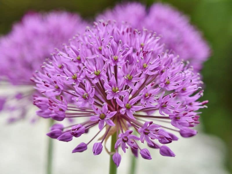 allium pourpre