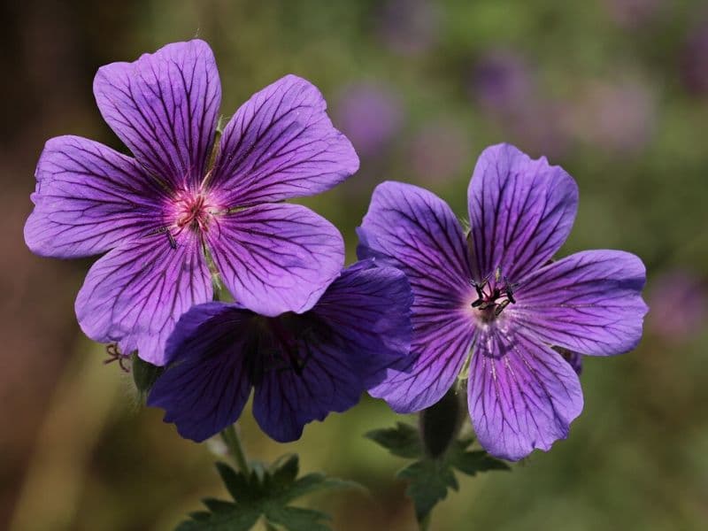 géranium pourpre