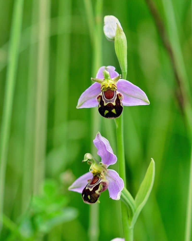 orchidée abeille pourpre