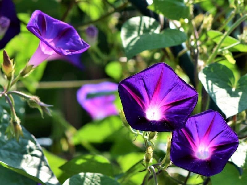 gloire du matin pourpre