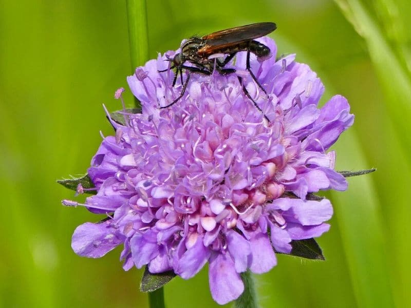 scabiosa pourpre