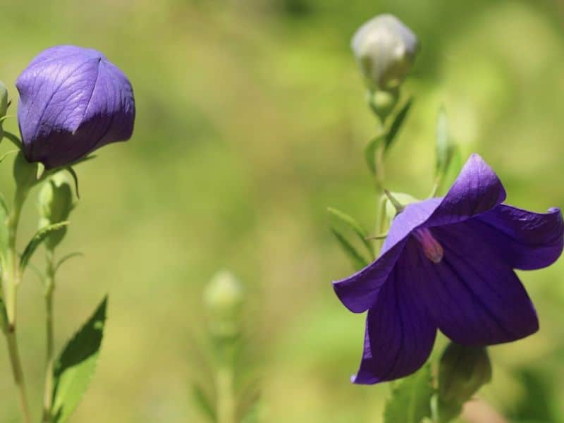fleur de ballon violet