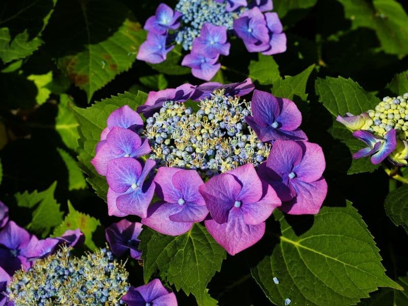 hortensia pourpre