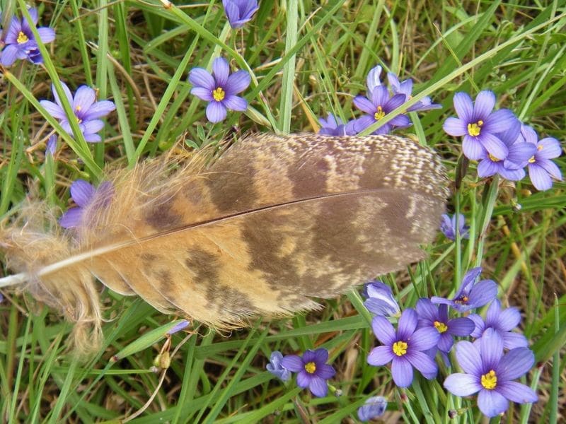 herbe aux yeux bleus pourpre