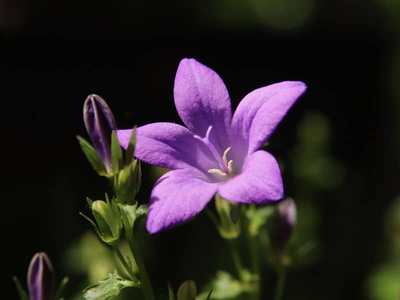 campanule pourpre