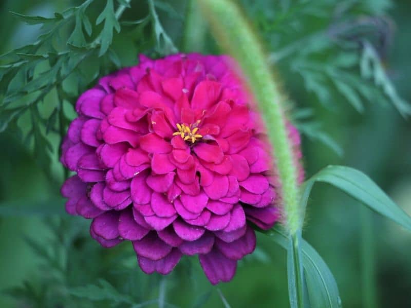 zinnia pourpre