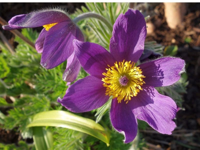 fleur d'anguille pourpre