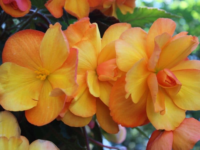 bégonias orange