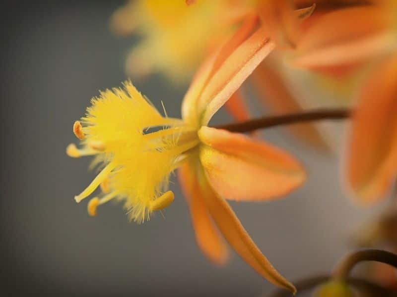 bulbine orange