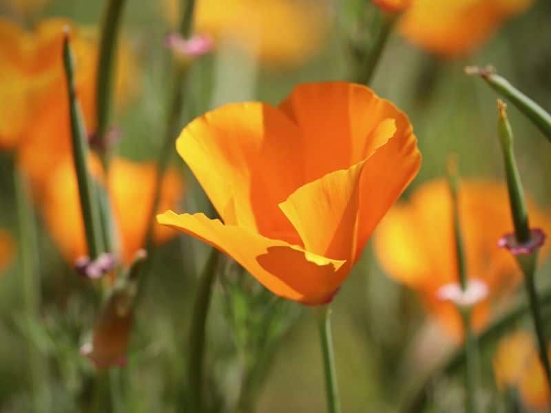pavot californien orange