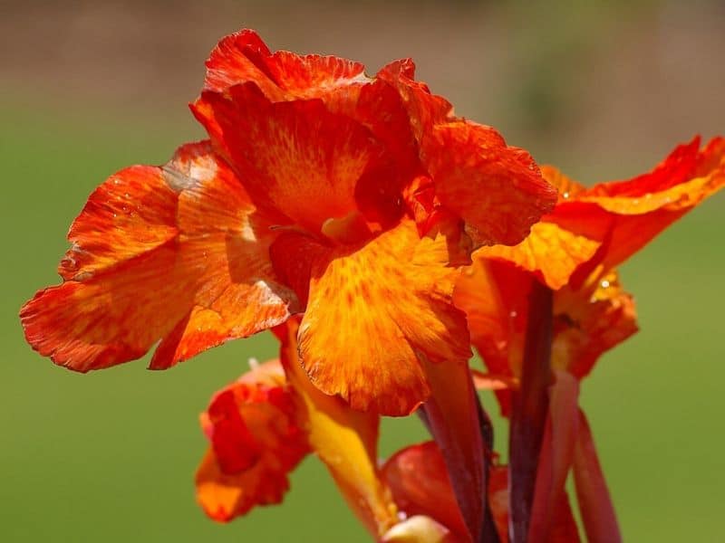 canna orange