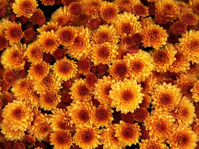 chrysanthèmes orange