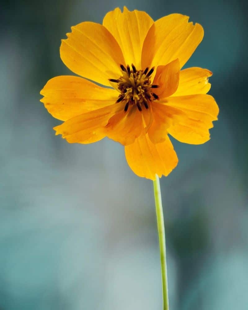 cosmos orange