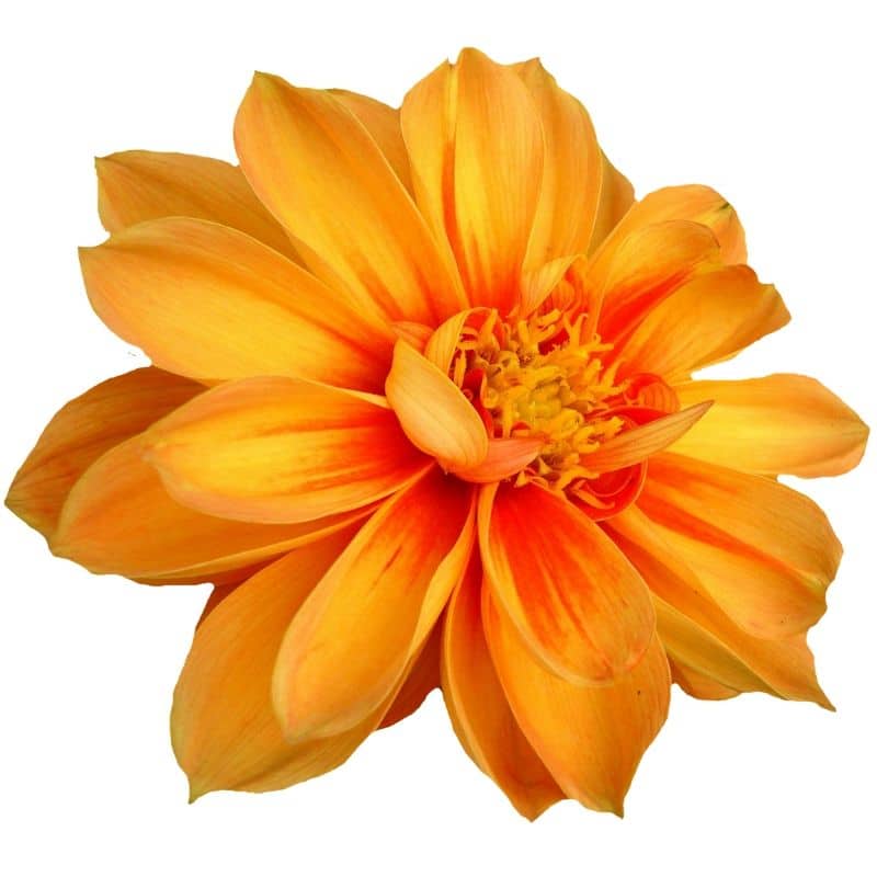dahlia orange