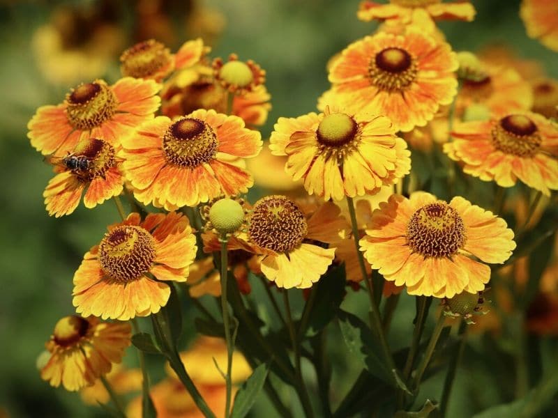 helenium orange