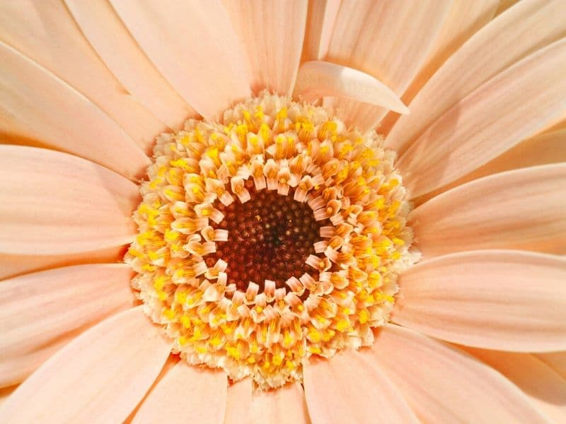 marguerite gerbera orange