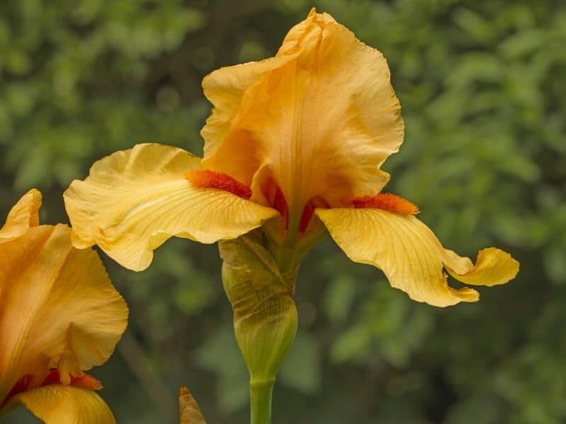 iris orange
