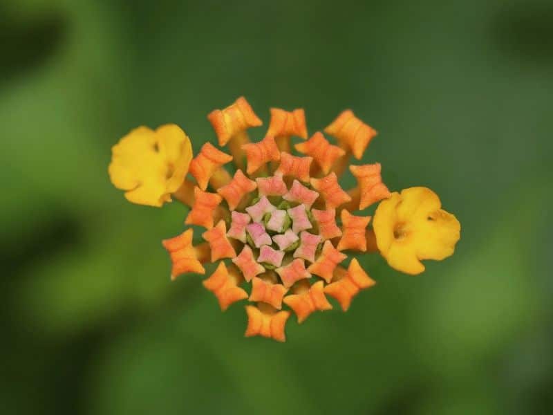 lantanier orange