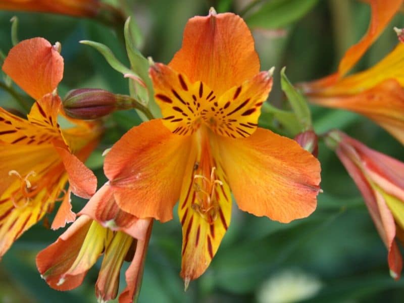 lys orange des incas