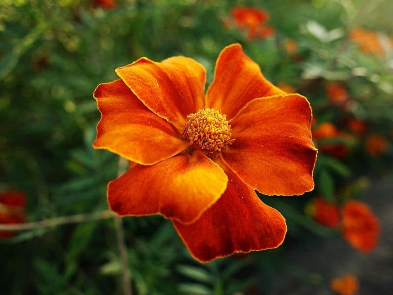 Souci orange
