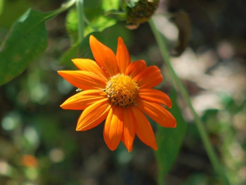 tournesol mexicain