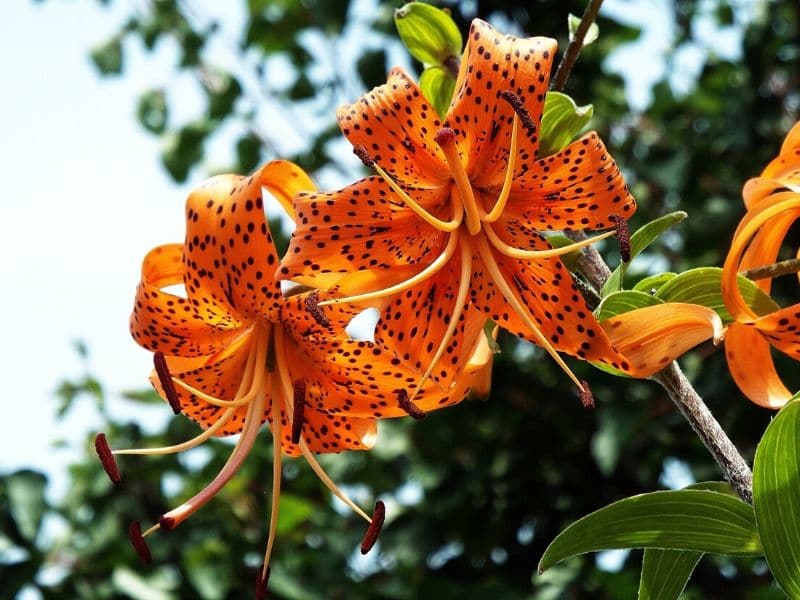 Lys tigré orange