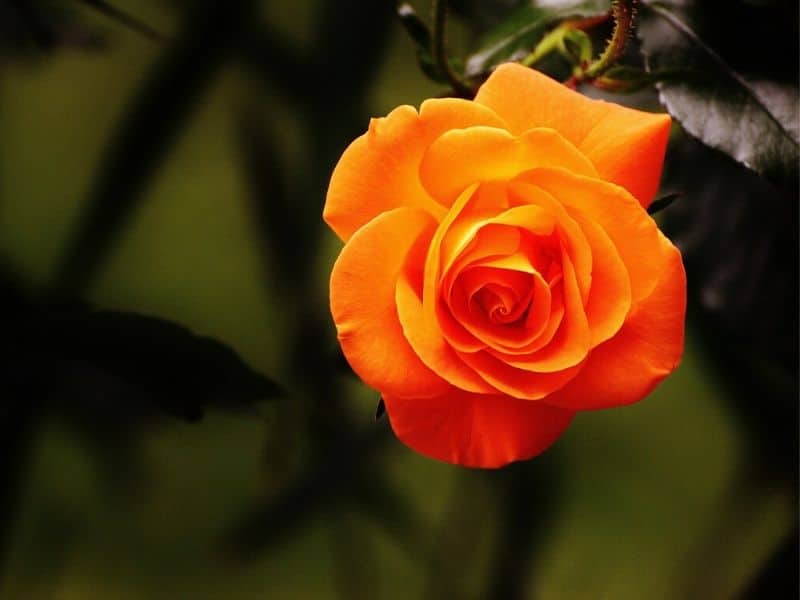 rose orange