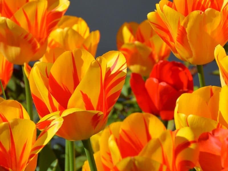 tulipes orange