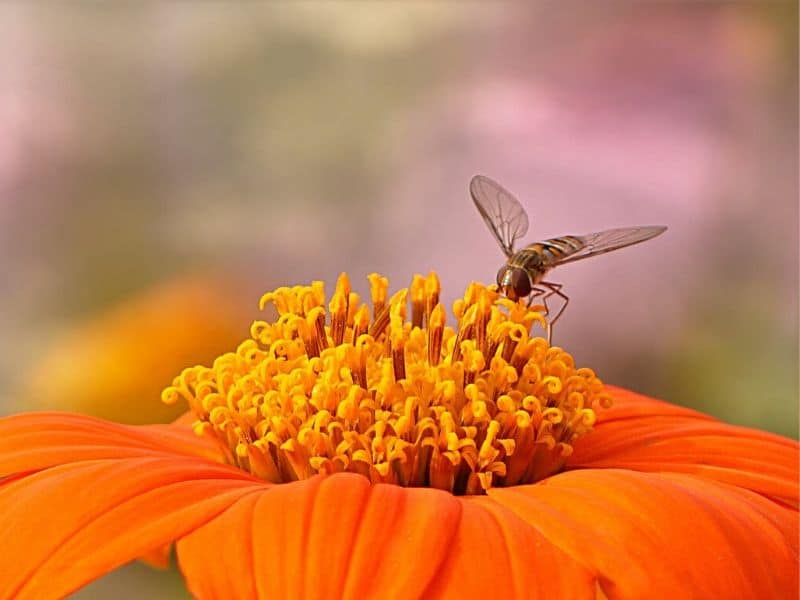 zinnia orange avec abeille