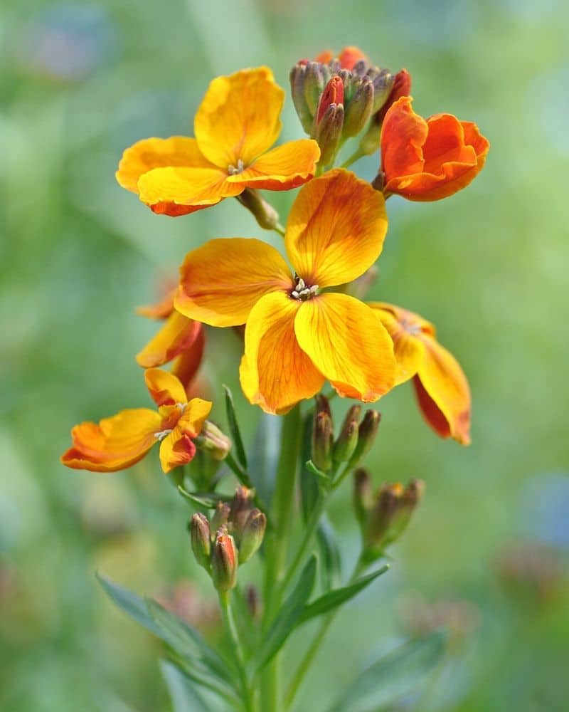 giroflée orange