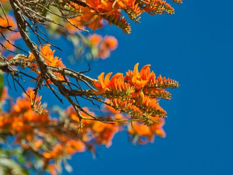 arbre bois fleurs orange