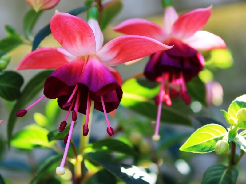 Dark Eyes Fuchsia