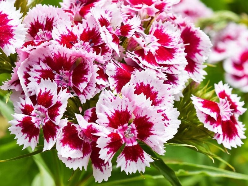 dianthus rose