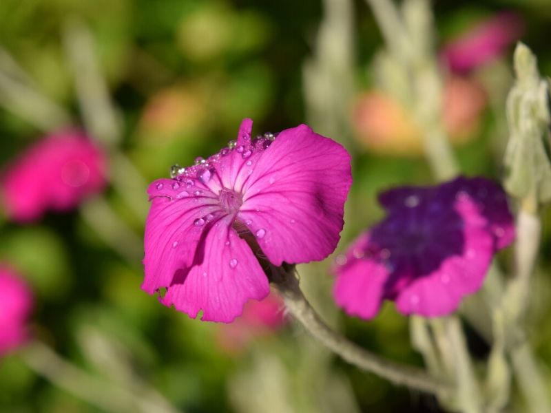 lychnis coronaria