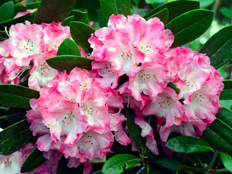 rhododendron rose