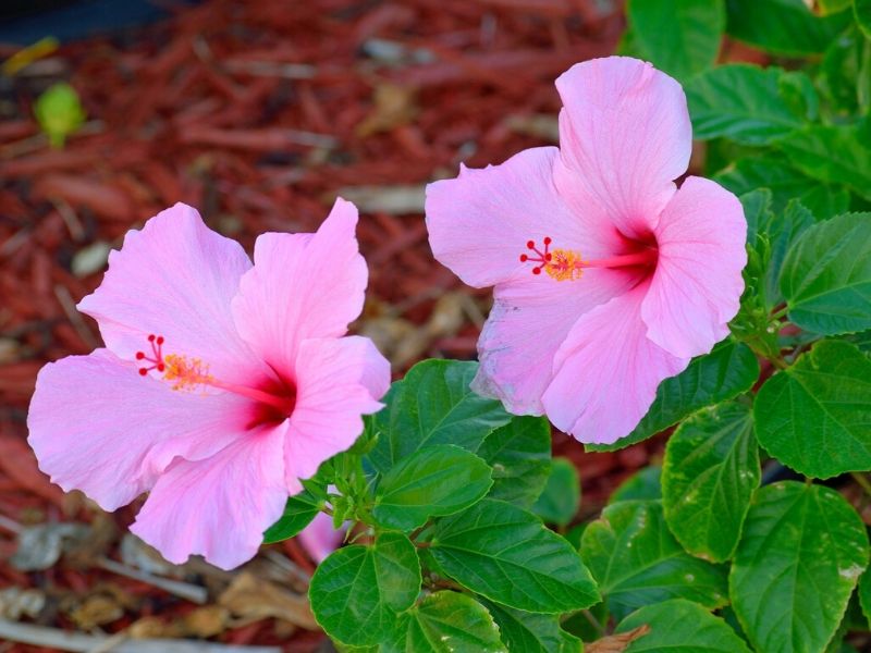 hibiscus rose