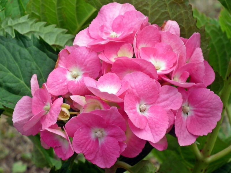 hortensia rose