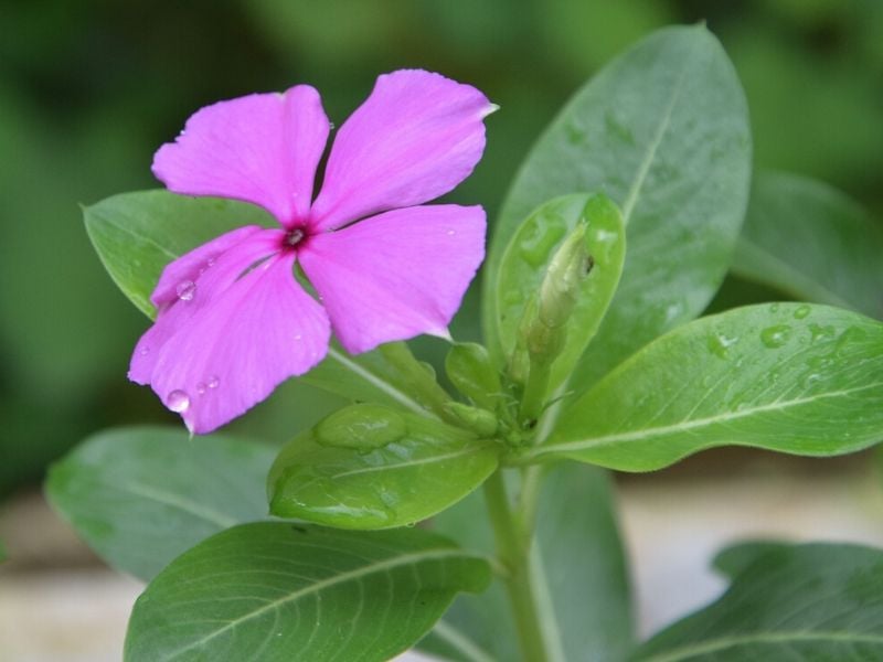 rose pervenche