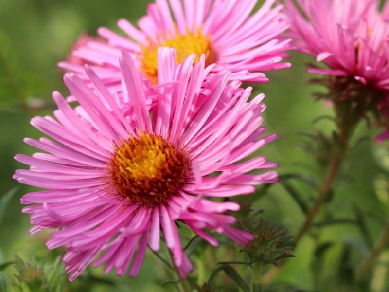 asters roses